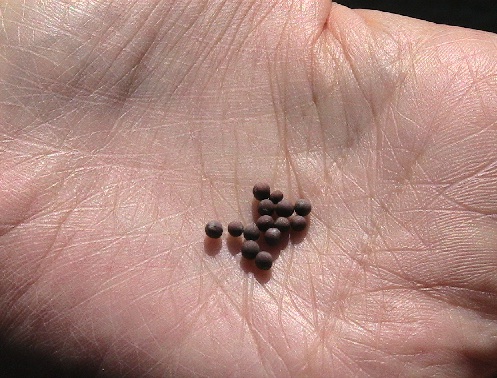 겨자씨1.jpg 겨자씨1.jpg