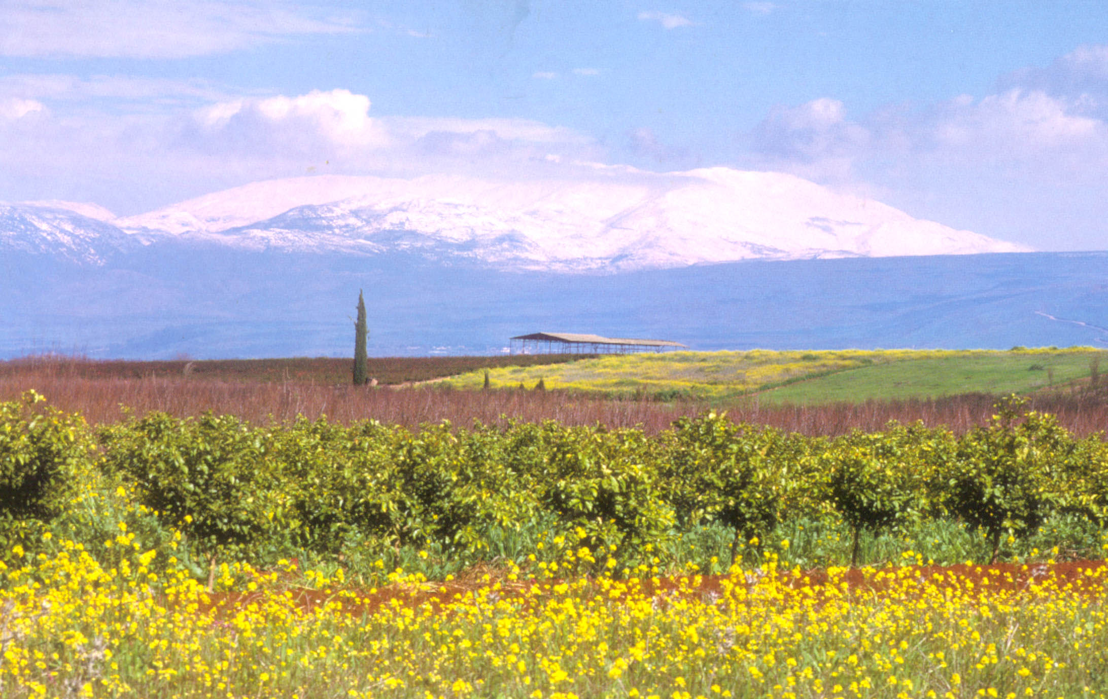 헬몬산의 봄풍경.jpg